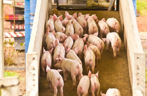 九八策略 平均一天赚超2223万！温氏股份一季度净利20亿，大涨超2.6倍